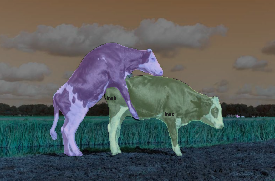 yapay zeka inek kızgınlık takibi